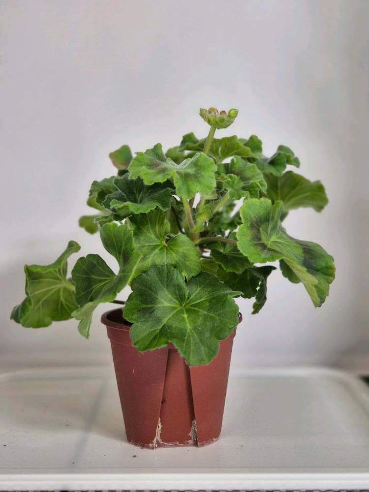 제라늄 디아나 중품--0