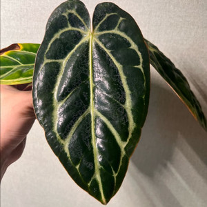 안스리움 칼라블랙키 og5xra4