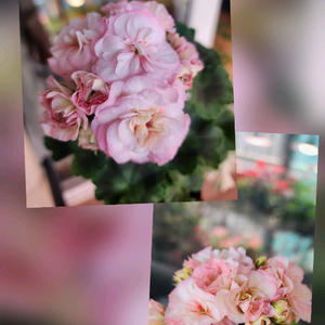 제라늄4종(마르셀.로얄브라이드.보레.좋을솜솜)