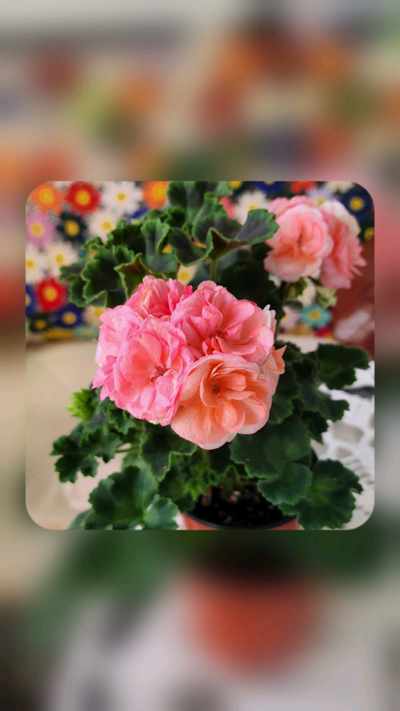 제라늄4종(마르셀.로얄브라이드.보레.좋을솜솜)--2