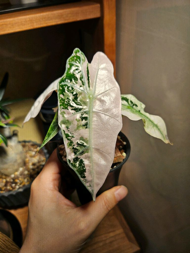 알로카시아 아마조니카 핑크바리에가타--1