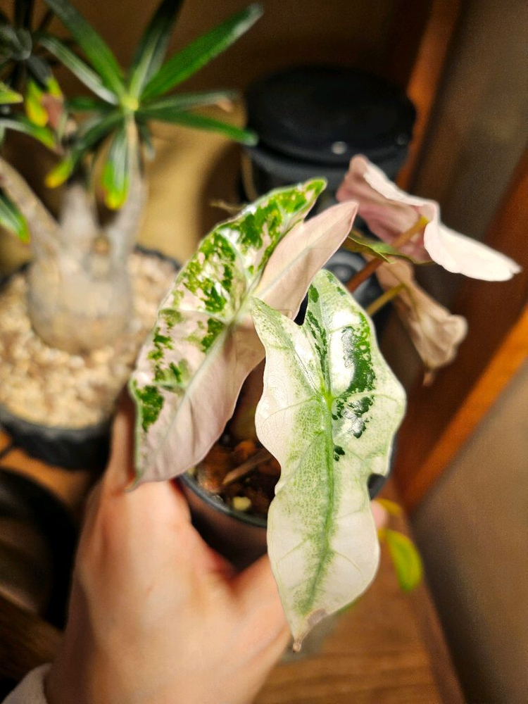 알로카시아 아마조니카 핑크바리에가타--2