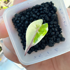 알로카시아 니그라 풀럼배(무천이) 자구묘