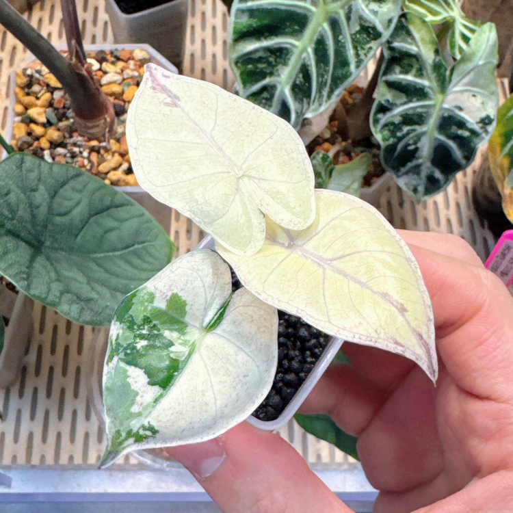 알로카시아 니그라 풀럼배 자구묘--0