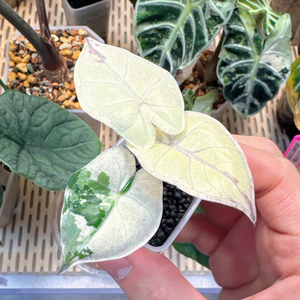 알로카시아 니그라 풀럼배 자구묘