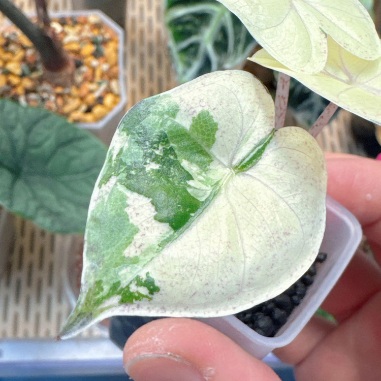 알로카시아 니그라 풀럼배 자구묘--1