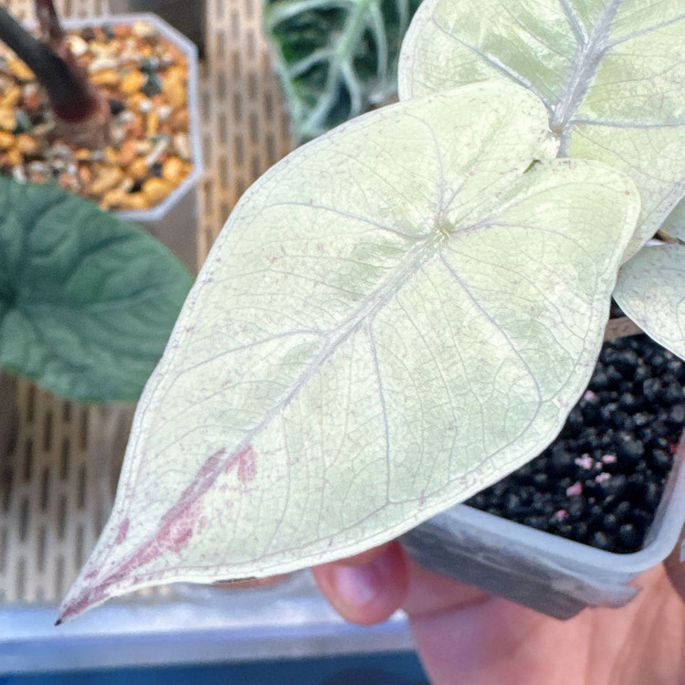 알로카시아 니그라 풀럼배 자구묘--2