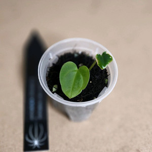 안스리움 RG드레스F1Bx칼라 아만다(그랜트)