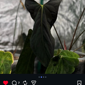 안스리움 포츠셔먼(Fortsherman) jv