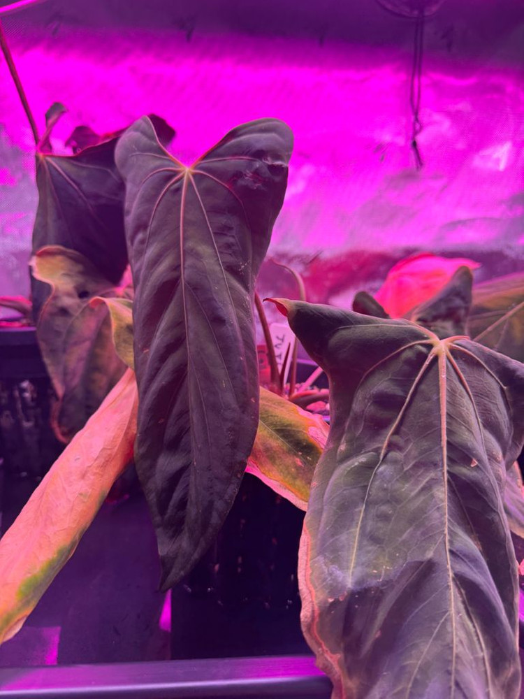 안스리움 포츠셔먼(Fortsherman) jv--1