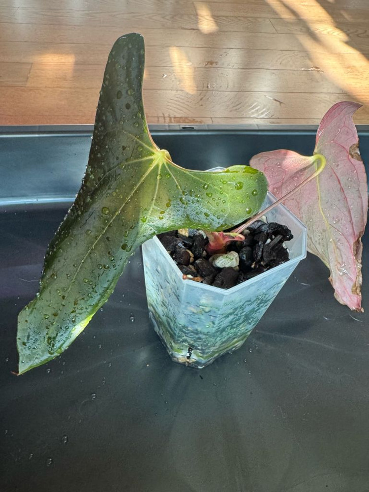 안스리움 포츠셔먼(Fortsherman) jv--3