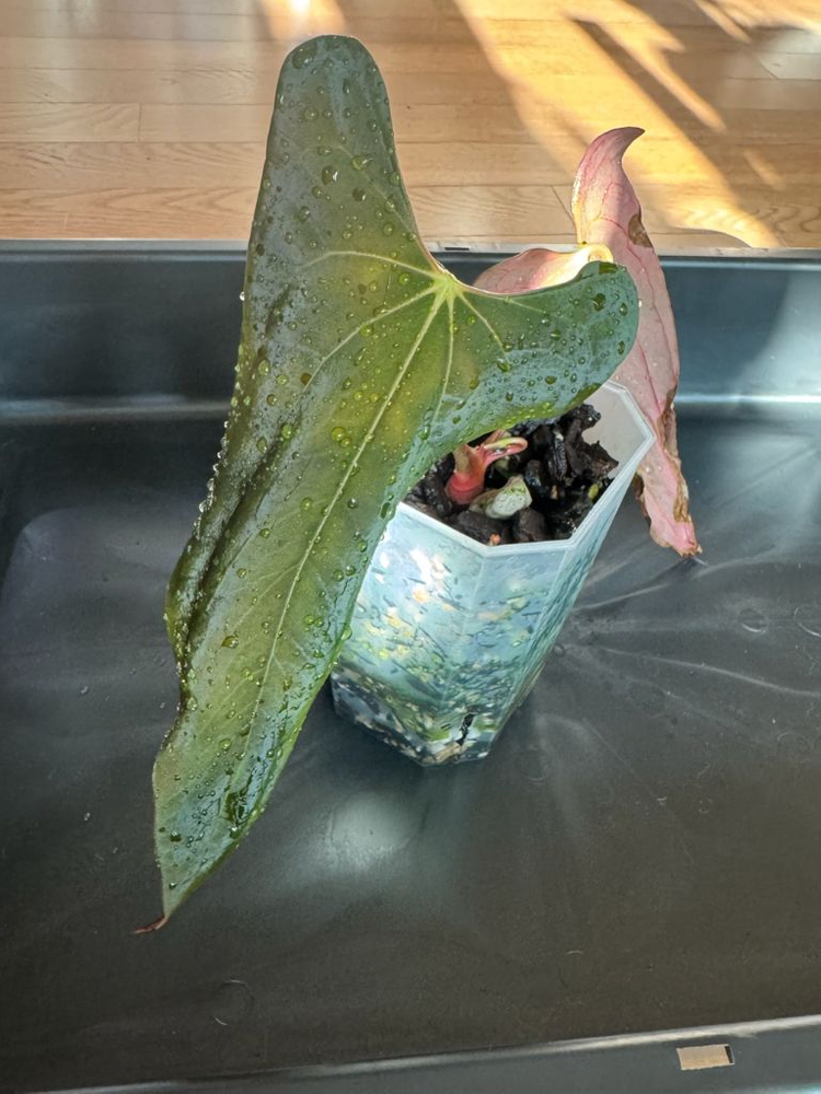 안스리움 포츠셔먼(Fortsherman) jv--4