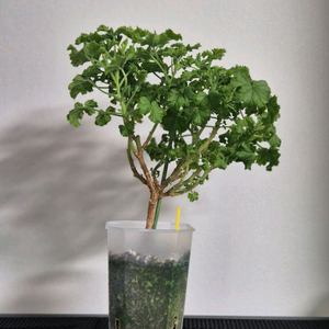 제라늄 SK쟈르(SK자르)