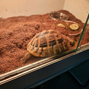 동해르만 육지거북이와 사육장.용품