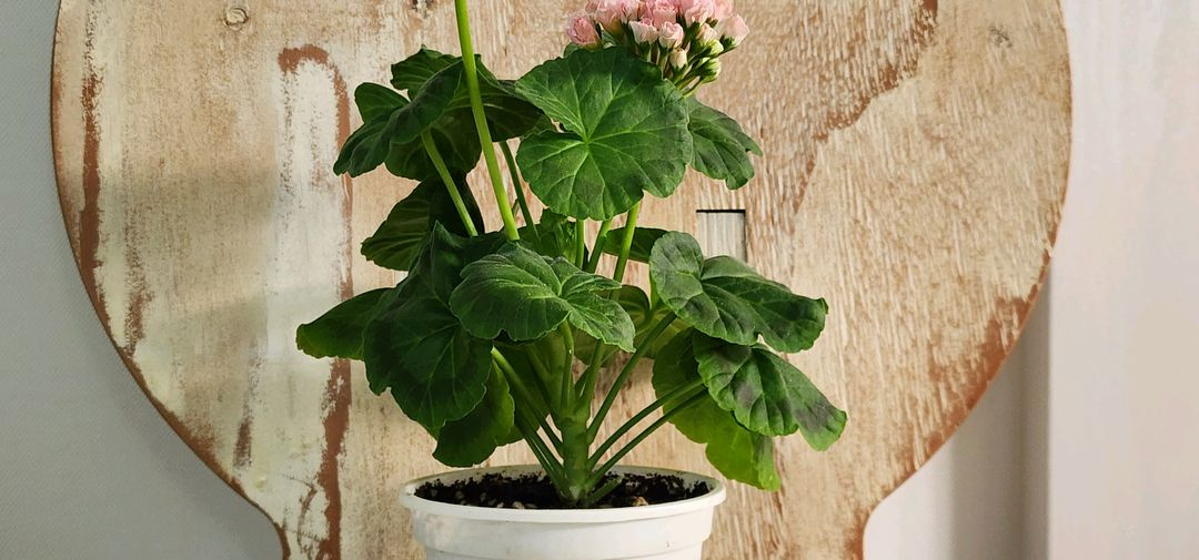 이리다마더스로즈 제라늄--0