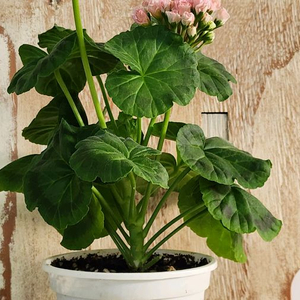 이리다마더스로즈 제라늄