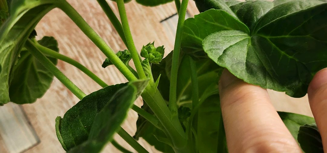 이리다마더스로즈 제라늄--2