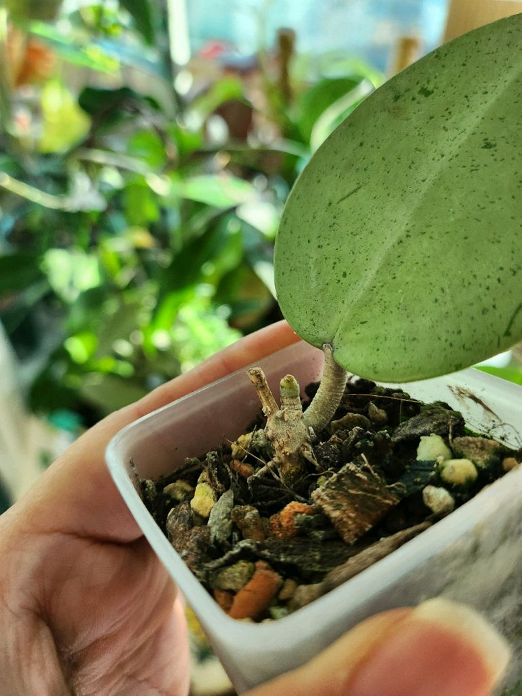 호야 버티실라타 실버하트--1