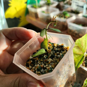 호야 커티시이너바리