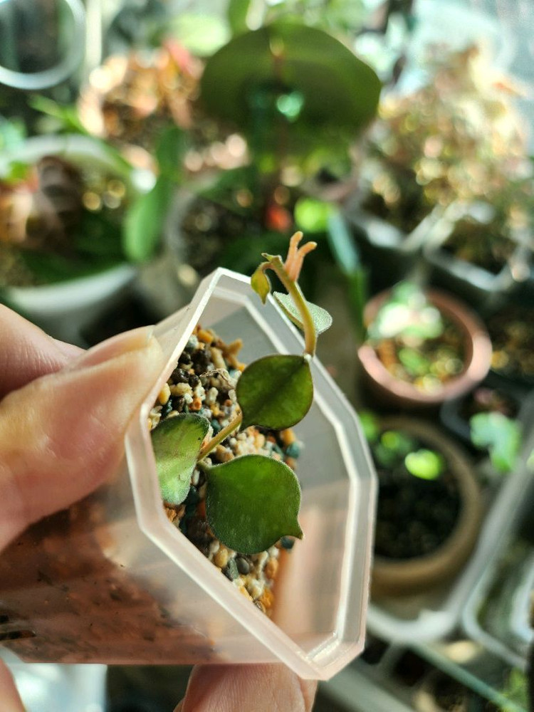 호야 커티시이너바리--1