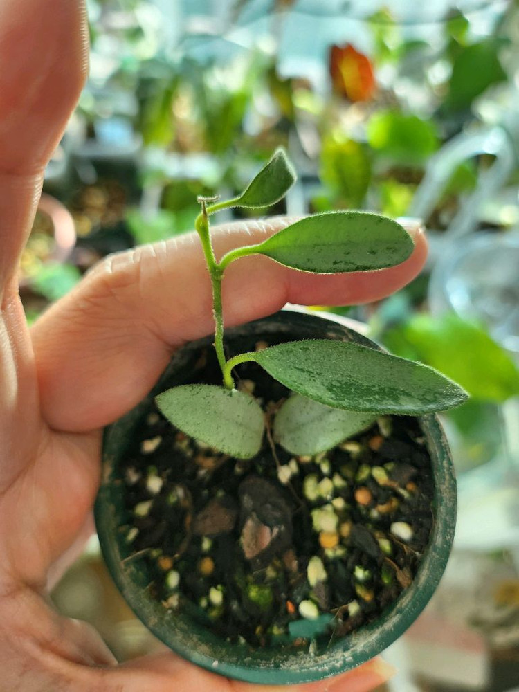 호야 리마실버--0