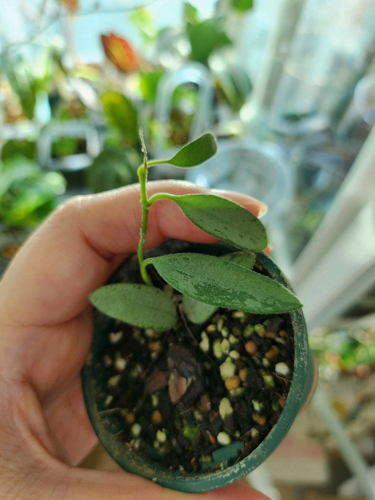 호야 리마실버--1