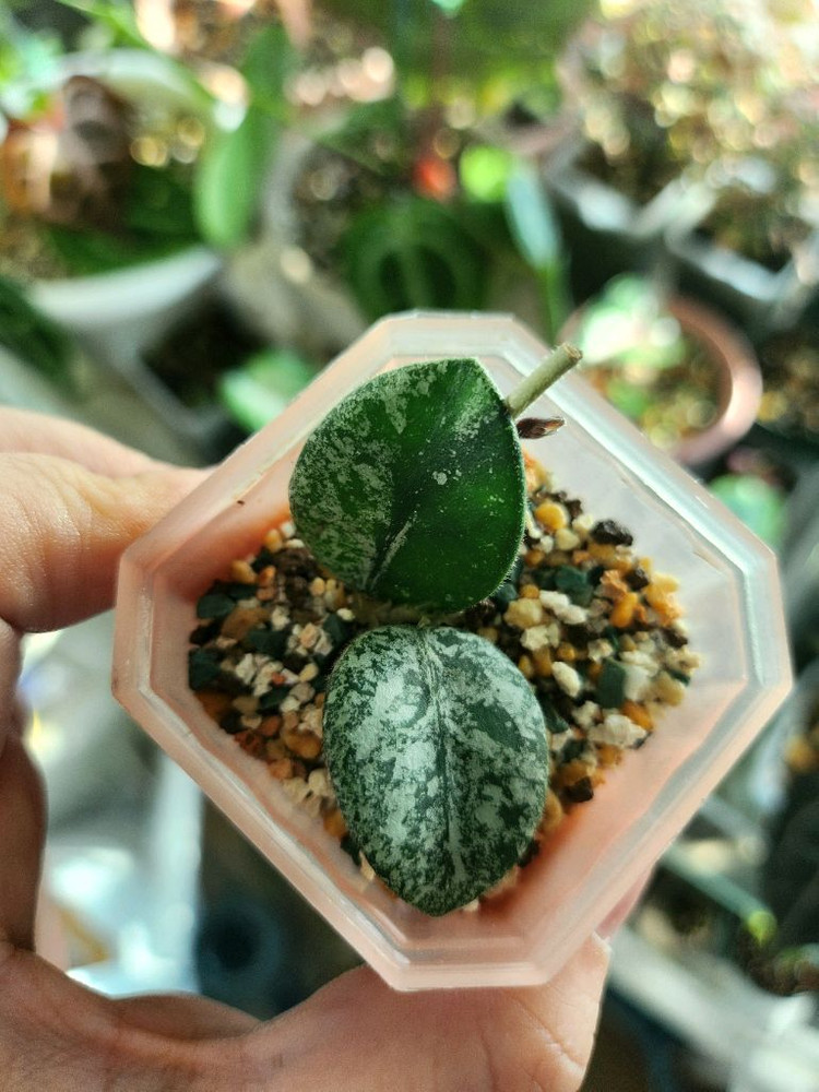 호야 마틸드스플래쉬--0