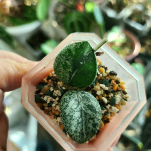 호야 마틸드스플래쉬