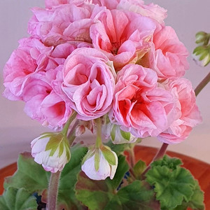 제라늄 예거서스보레 꽃대있음,러