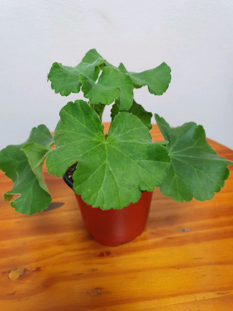 제라늄 예거서스보레 꽃대있음,러--1