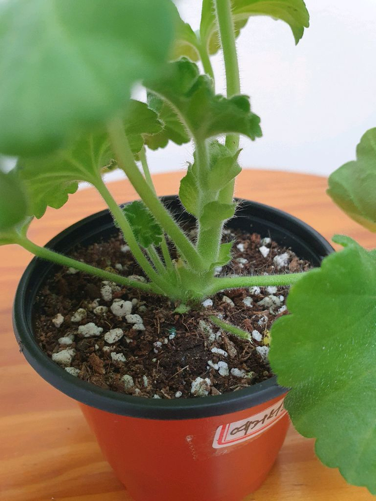 제라늄 예거서스보레 꽃대있음,러--2