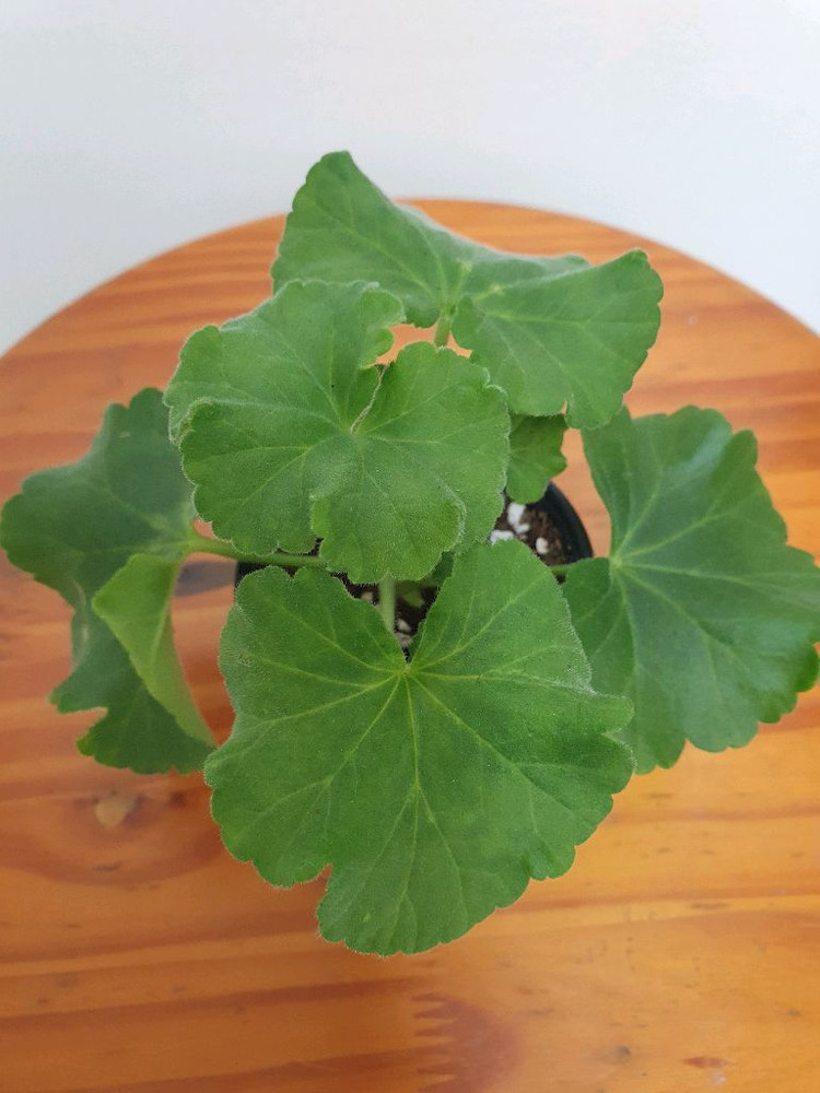 제라늄 예거서스보레 꽃대있음,러--3