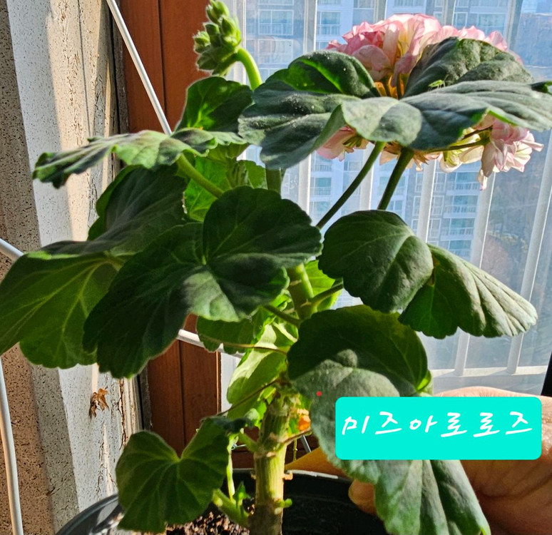 제라늄 미즈아로로즈--0