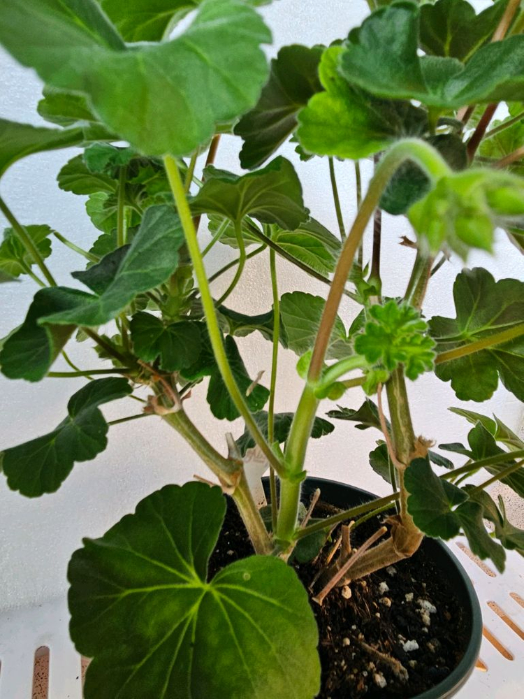 제라늄 유그루센카--1