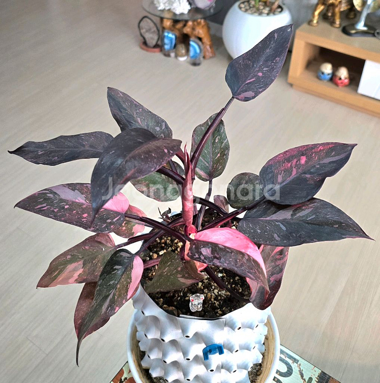 필로덴드론 핑크프린세스 마블 갤럭시--4