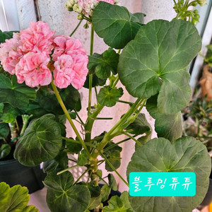 제라늄 블루밍튜튜