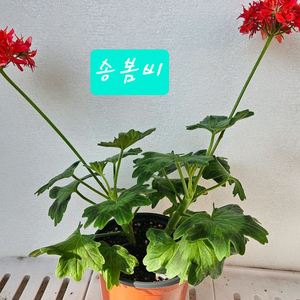 스텔라제라늄 송봄비