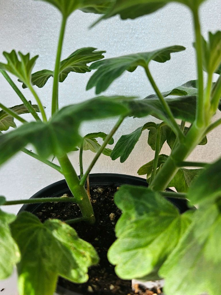 스텔라제라늄 송봄비--1