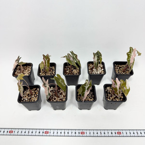 알로카시아 노빌리스 핑크 바리에가타