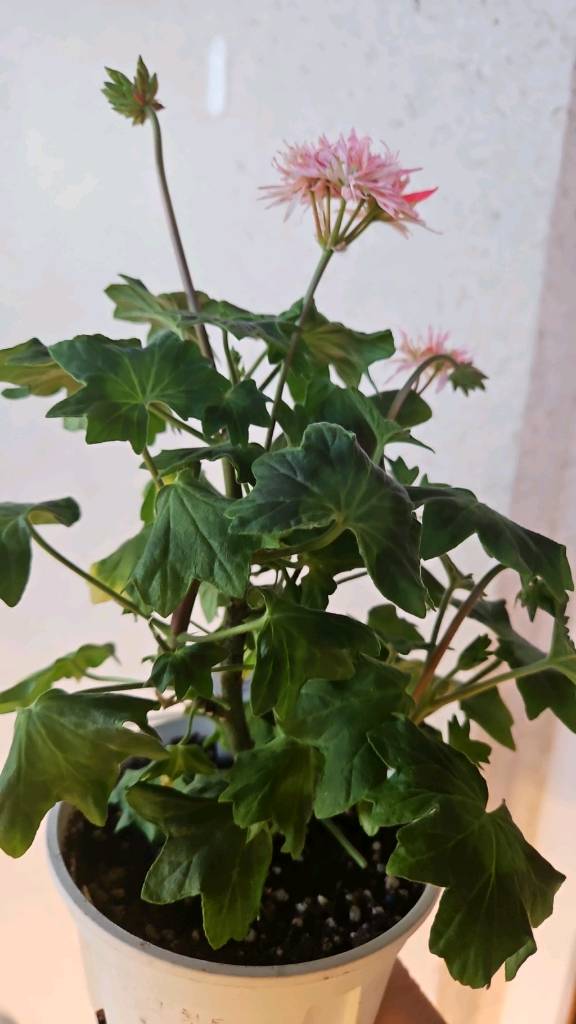 스텔라제라늄 베프포스터--0