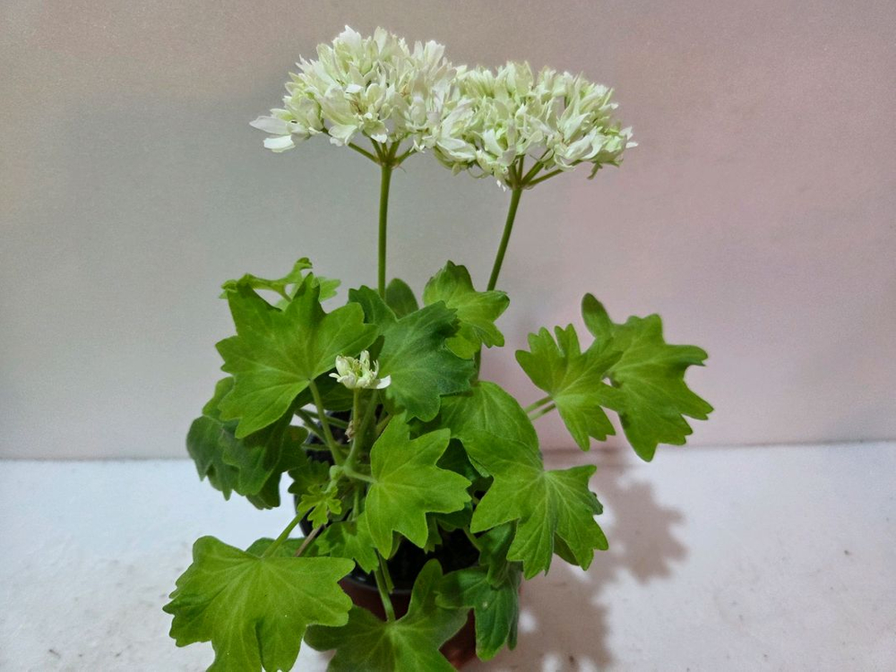 지엘골든모닝 스텔라제라늄--0