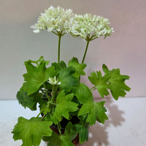 지엘골든모닝 스텔라제라늄