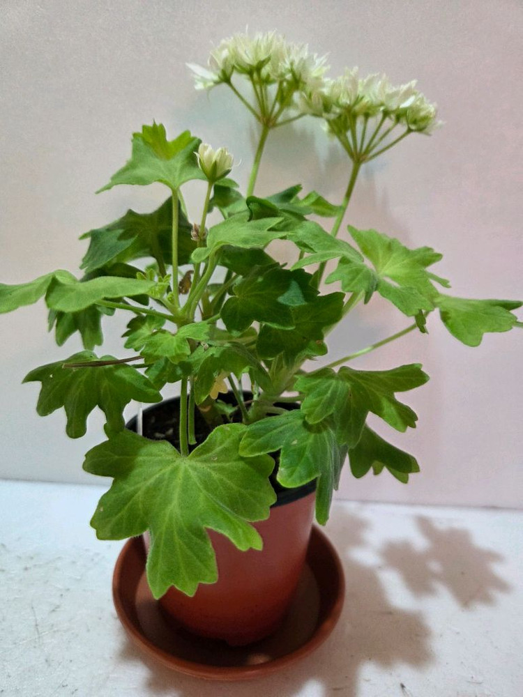 지엘골든모닝 스텔라제라늄--1