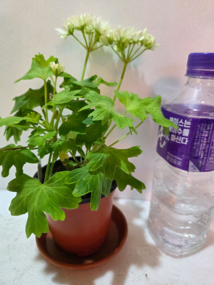 지엘골든모닝 스텔라제라늄--2