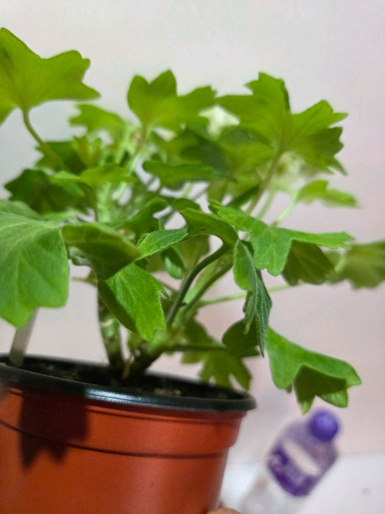 지엘골든모닝 스텔라제라늄--3