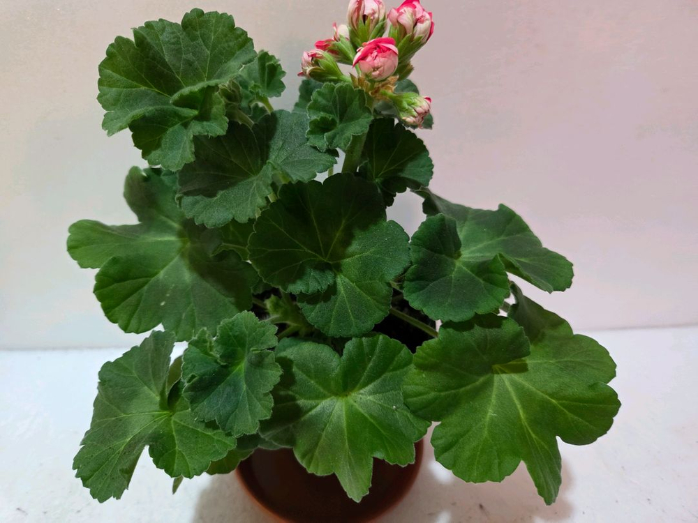 TA러브스토리 러시아제라늄--0