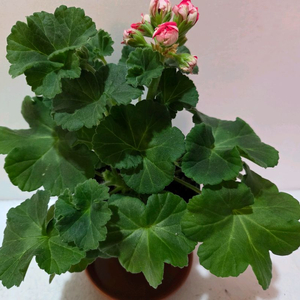 TA러브스토리 러시아제라늄