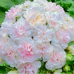 IV갈리나울라노바 러시아제라늄 대품