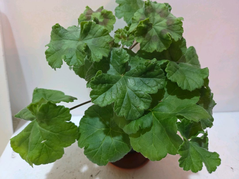 IV갈리나울라노바 러시아제라늄 대품--1