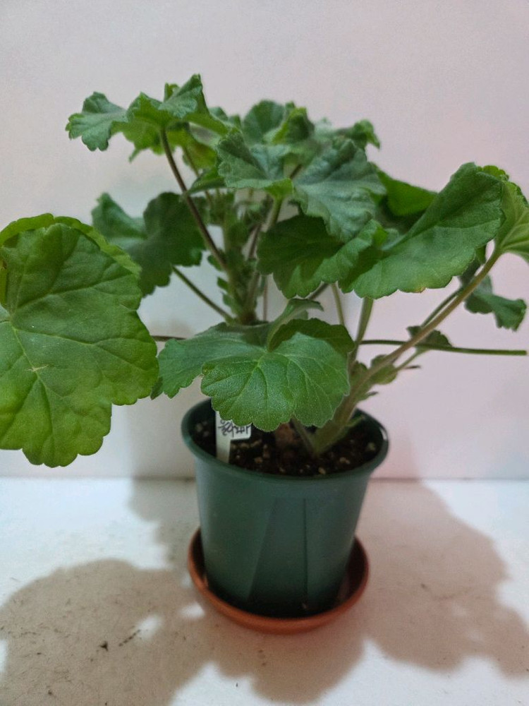 IV갈리나울라노바 러시아제라늄 대품--2